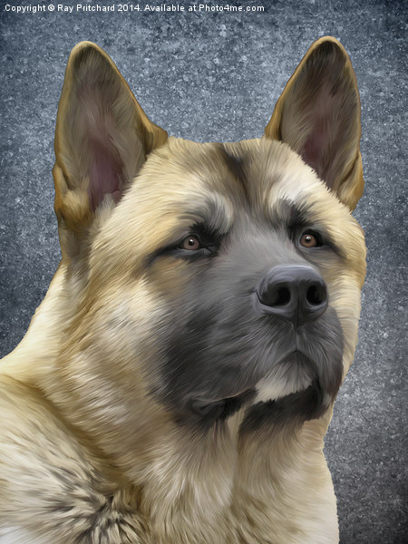 Akita Paintover Picture Board by Ray Pritchard