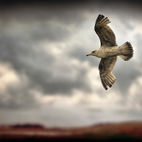 Buy canvas prints of Seagull by Ray Pritchard
