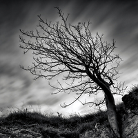 Buy canvas prints of  Tree at Marsden Quarry by Ray Pritchard