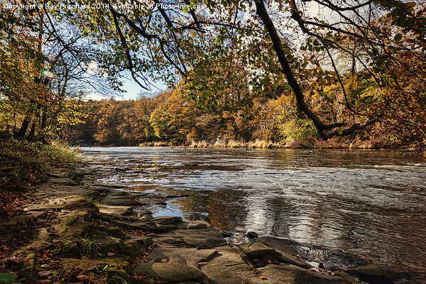  Autumn on the River Wear Picture Board by Ray Pritchard