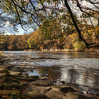 Buy canvas prints of  Autumn on the River Wear by Ray Pritchard