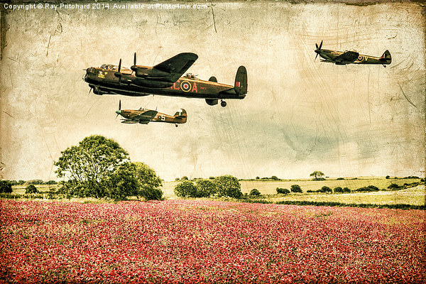 Battle of Britain Memorial Flight Over Poppies Picture Board by Ray Pritchard