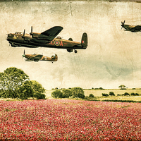 Buy canvas prints of Battle of Britain Memorial Flight Over Poppies by Ray Pritchard