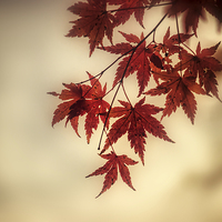 Buy canvas prints of Autumn Leaves by Ray Pritchard
