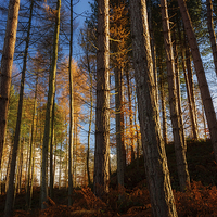 Buy canvas prints of  Autumn in Ousbrough Woods by Ray Pritchard