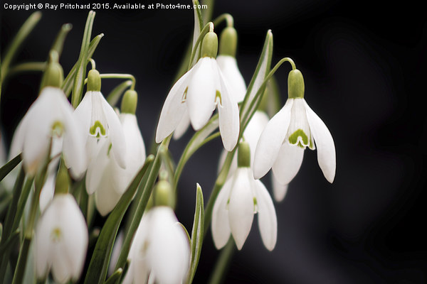  Snow Drops Picture Board by Ray Pritchard