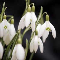 Buy canvas prints of  Snow Drops by Ray Pritchard