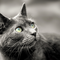 Buy canvas prints of Cat Looking Up by Ray Pritchard