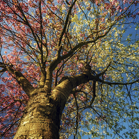 Buy canvas prints of Blossom Tree in Jarrow by Ray Pritchard