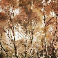 Buy canvas prints of  Textured Trees by Ray Pritchard