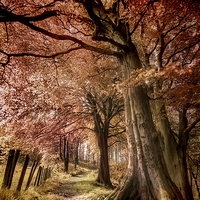 Buy canvas prints of  Ousbrough Woods by Ray Pritchard