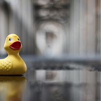 Buy canvas prints of  Toy Duck on the Level by Ray Pritchard