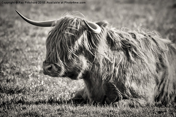  Highland Cow Picture Board by Ray Pritchard