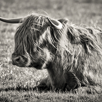 Buy canvas prints of  Highland Cow by Ray Pritchard