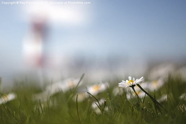Souter and the Daisy Picture Board by Ray Pritchard