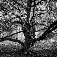 Buy canvas prints of  Tree on the Banks of the Wear by Ray Pritchard