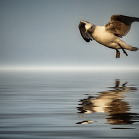 Buy canvas prints of Gull in the flood by Ray Pritchard