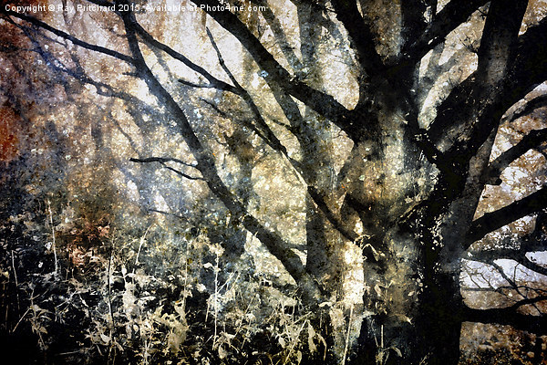  Foggy Trees Picture Board by Ray Pritchard