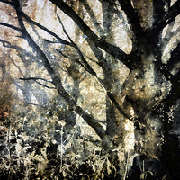 Buy canvas prints of  Foggy Trees by Ray Pritchard