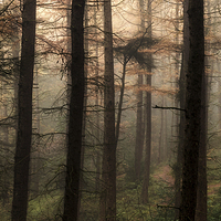 Buy canvas prints of  Beamish Woods  by Ray Pritchard