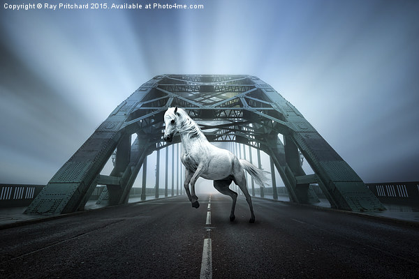   White Horse on the Tyne Bridge Picture Board by Ray Pritchard
