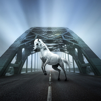 Buy canvas prints of   White Horse on the Tyne Bridge by Ray Pritchard