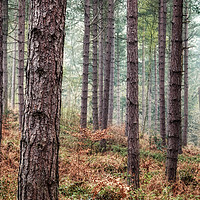 Buy canvas prints of Ousbrough Woods  by Ray Pritchard