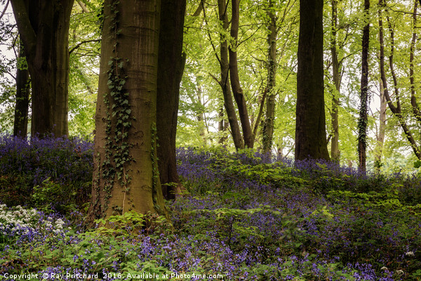 Bluebell Woods Picture Board by Ray Pritchard