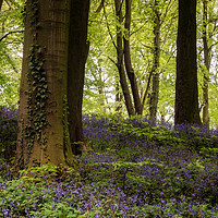 Buy canvas prints of Bluebell Woods by Ray Pritchard
