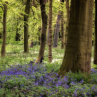 Buy canvas prints of Bluebells by Ray Pritchard