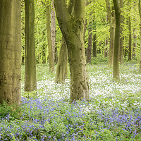 Buy canvas prints of Bluebells And Wild Garlic  by Ray Pritchard