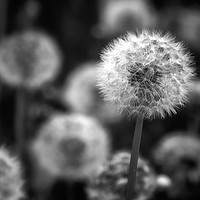 Buy canvas prints of Dandelions by Ray Pritchard