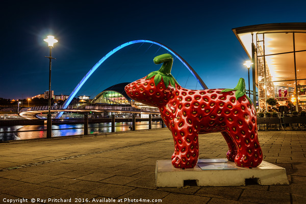 Strawberry Snow dog at Newcastle Picture Board by Ray Pritchard