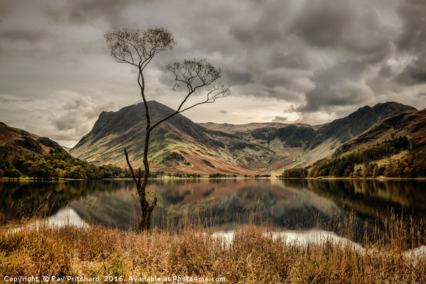 The Lone Tree at Buttermere Picture Board by Ray Pritchard