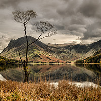 Buy canvas prints of The Lone Tree at Buttermere by Ray Pritchard