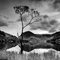 Buy canvas prints of Lone Tree at Buttermere by Ray Pritchard