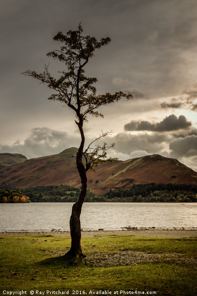 Derwentwater Tree Picture Board by Ray Pritchard