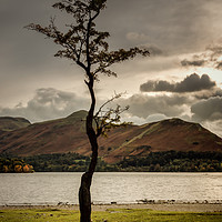 Buy canvas prints of Derwentwater Tree by Ray Pritchard