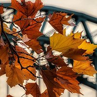 Buy canvas prints of Autumn In Newcastle  by Ray Pritchard