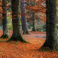 Buy canvas prints of Autumn Trees at Bowlees by Ray Pritchard