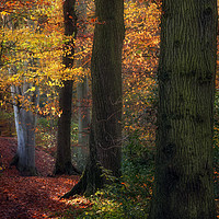 Buy canvas prints of Autumn Colours by Ray Pritchard