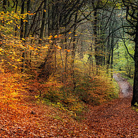 Buy canvas prints of Walk in the Woods by Ray Pritchard