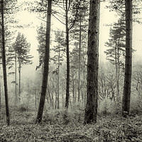 Buy canvas prints of Misty Woods by Ray Pritchard