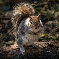 Buy canvas prints of You got any nuts please? by Ray Pritchard