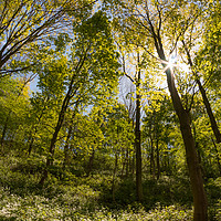 Buy canvas prints of Penshaw Woods  by Ray Pritchard