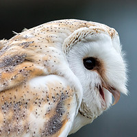 Buy canvas prints of Barn Owl by Ray Pritchard