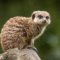Buy canvas prints of Meercat by Ray Pritchard