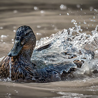 Buy canvas prints of Water On A Ducks Back by Ray Pritchard