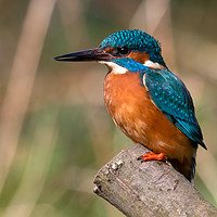 Buy canvas prints of Kingfisher by Ray Pritchard