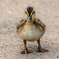Buy canvas prints of Duckling by Ray Pritchard